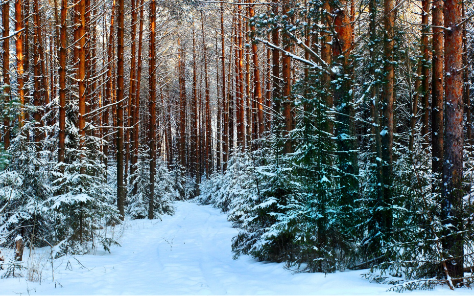 O společnosti IceWood